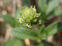 Lippia rehmannii