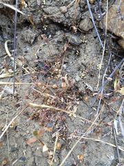 Erythranthe arvensis