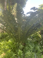 Encephalartos ferox