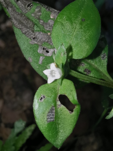 Neanotis hirsuta iNat (3)