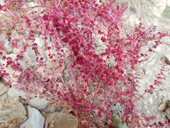 Blitum virgatum