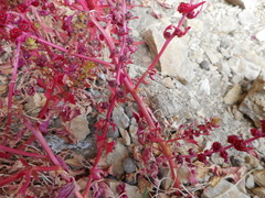 Blitum virgatum