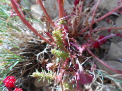 Blitum virgatum