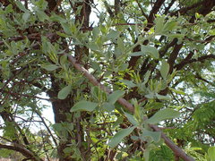 Agelanthus natalitius