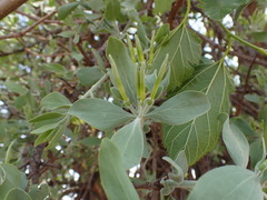 Agelanthus natalitius