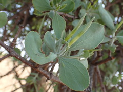 Agelanthus natalitius