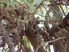 Agelanthus natalitius