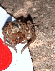Eusparassus