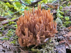 Ramaria testaceoflava