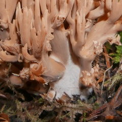 Ramaria testaceoflava