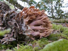 Ramaria testaceoflava