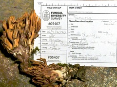 Ramaria testaceoflava