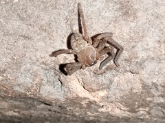 Eusparassus