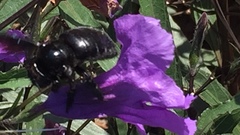 Xylocopa