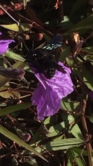 Xylocopa