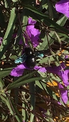 Xylocopa