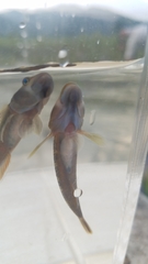 Rhinogobius brunneus