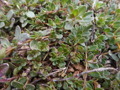 Thymus praecox polytrichus