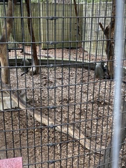 Cercopithecus neglectus