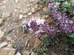 Thymus praecox polytrichus
