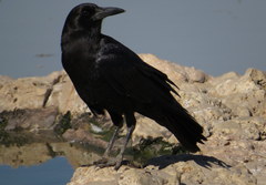 Corvus capensis capensis