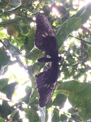 Heraclides anchisiades