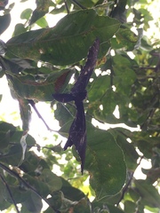 Heraclides anchisiades