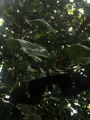 Heraclides anchisiades