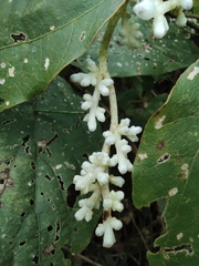 Cuscuta japonica