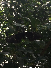 Heraclides anchisiades