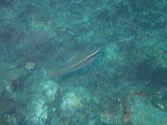 Symphodus ocellatus