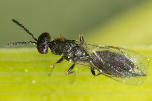 Stem wasp