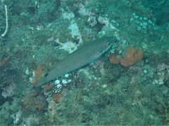 Ctenolabrus rupestris