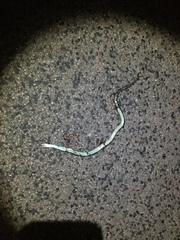 Thamnophis sirtalis annectens