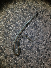 Thamnophis sirtalis annectens