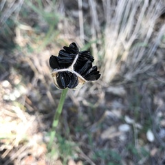 Zephyranthes drummondii