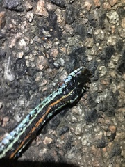 Thamnophis sirtalis annectens