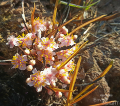 Brackenridgea arenaria