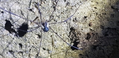 Oligolophus tienmushanensis