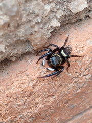 Araneae