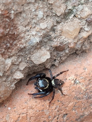 Araneae