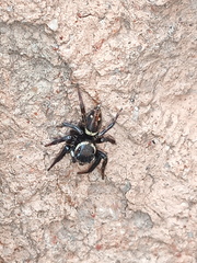 Araneae