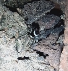 Araneae