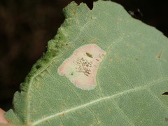 Phyllonorycter sagitella