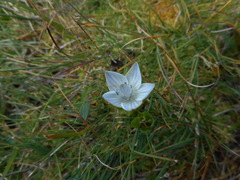 Lomatogonium carinthiacum