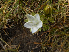 Lomatogonium carinthiacum