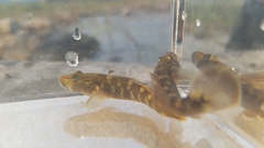 Rhinogobius brunneus