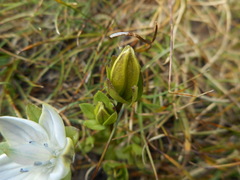Lomatogonium carinthiacum