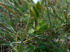 Lomatogonium carinthiacum