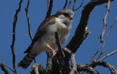 Polihierax semitorquatus